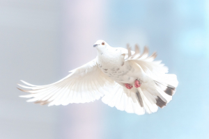 Die weiße Taube – eine wunderschöne Flugblatt-Kampagne zum Mitmachen